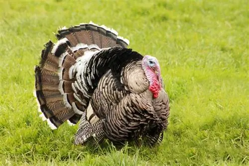 Narragansett Turkey: Fakty, Obrázky, Pôvod, Použitie, & Charakteristika