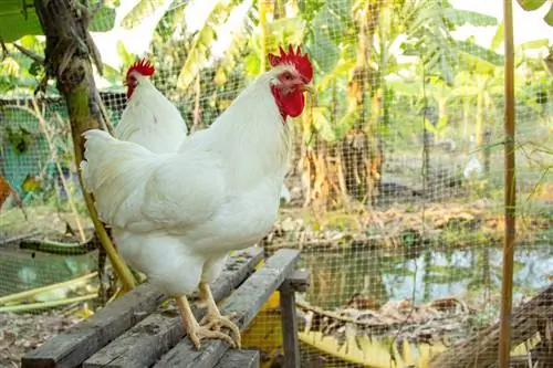 Rhode Island White Chicken: bilder, info, egenskaper och skötselguide