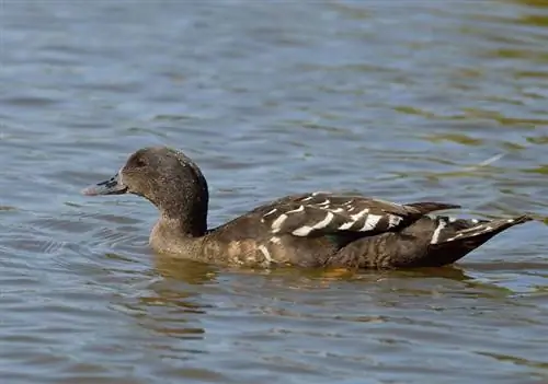 African Black Duck: Mga Larawan, Impormasyon, Mga Katangian, at Gabay sa Pangangalaga