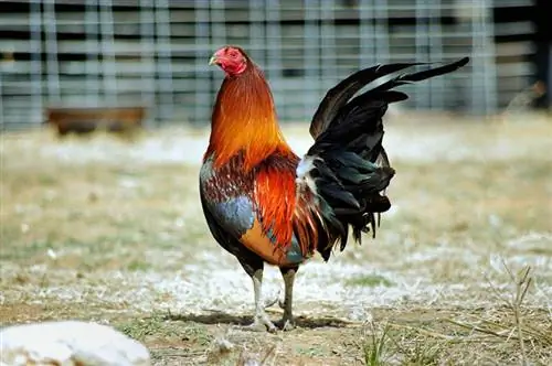American Game Chicken: Pictures, Facts, Uses, Origins & Χαρακτηριστικά