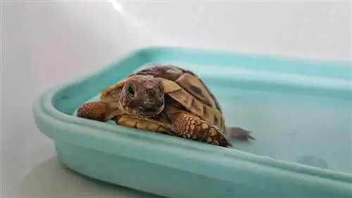 Kā 5 vienkāršās darbībās nomazgāt bruņurupuci