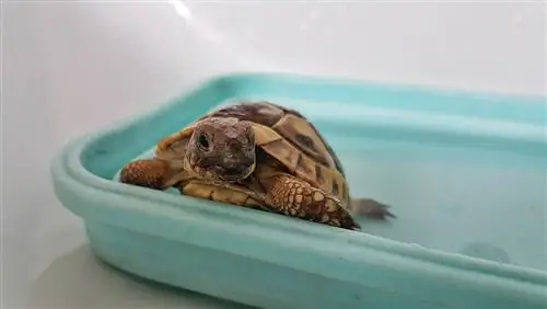 Een schildpad een bad geven in 5 eenvoudige stappen