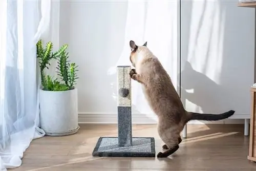 Πώς να φτιάξετε μια ανάρτηση με ξύσιμο γάτα από μια σύνδεση σε 5 απλά βήματα
