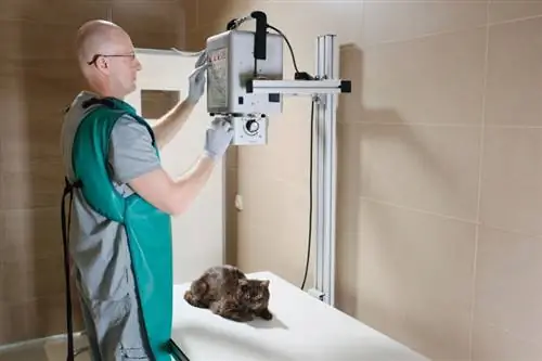 Combien coûte une radiographie pour un chat ? Guide des prix 2023