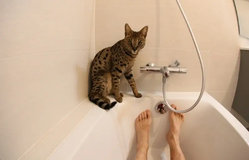 Kodėl mano katė žiūri į mane duše? 5 galimos priežastys