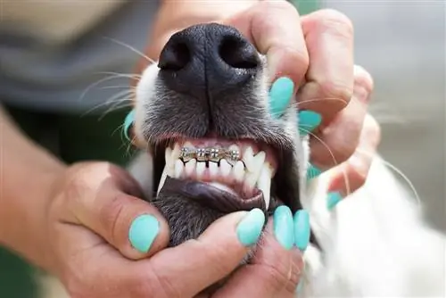 อุปกรณ์จัดฟันสำหรับสุนัข: ประสิทธิภาพ & ค่าใช้จ่าย (อัปเดตปี 2023)