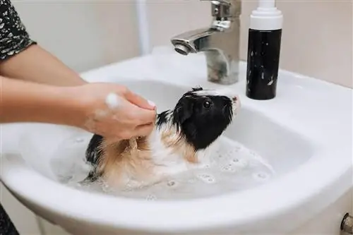 Ali lahko uporabite pasji šampon za morske prašičke? Učinkovitost & Pogosta vprašanja