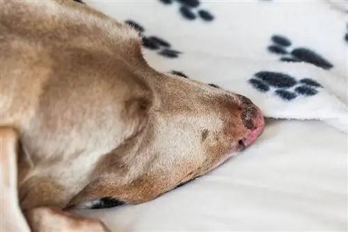 ძაღლების მზის დამწვრობის მკურნალობის 5 გზა – ვეტერინარის მიერ დამტკიცებული მეთოდები & რჩევა