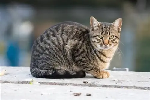 California Spangled Cat: info, afbeeldingen, temperament, & eigenschappen