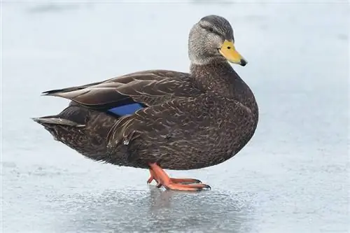 American Black Duck: รูปภาพ ข้อมูล ลักษณะ และคู่มือการดูแล