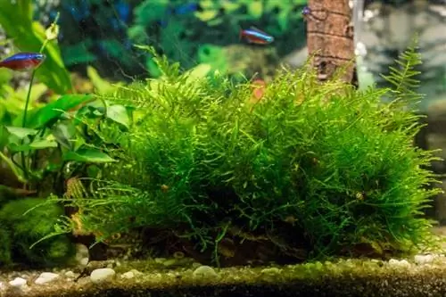 Java Moss: кам көрүү боюнча колдонмо, отургузуу & өстүрүү боюнча кеңештер