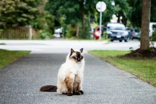 مشکلات سلامتی گربه بالیایی: 8 نگرانی احتمالی
