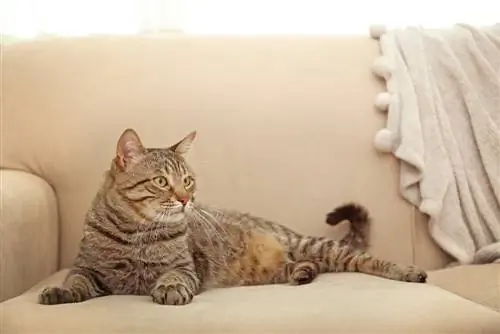 So schützen Sie Möbel vor Katzen: 5 Tipps und Tricks