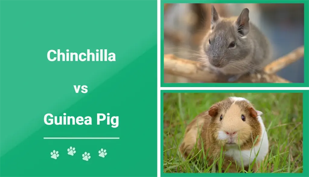 Chinchilla vs. Guinea Pig: Hewan Piaraan Mana yang Terbaik untuk Anda?