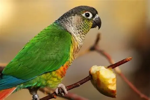 10 najboljih namirnica za papagaje u 2023. - Recenzije & Najbolji izbor
