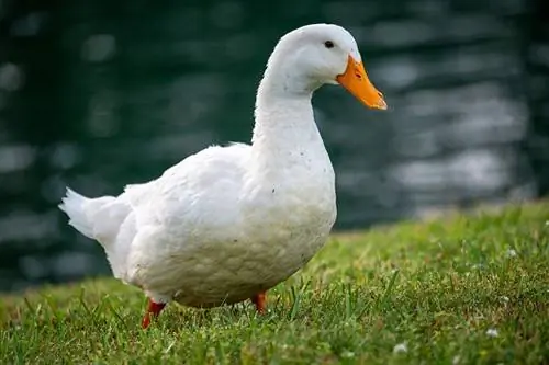 Pekin Duck (American Pekin): صور ومعلومات وسمات ودليل رعاية &
