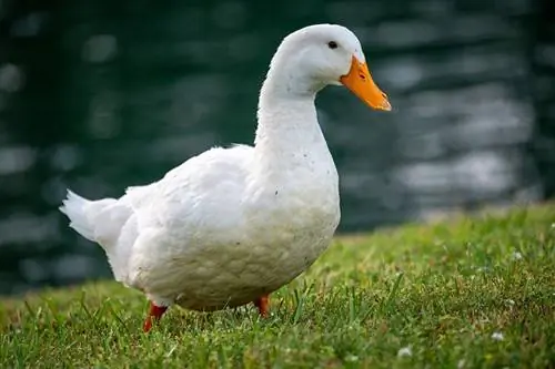 Pekin Duck (American Pekin): Pictures, Info, Traits, & Guia de Cuidados