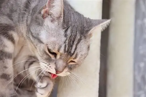 ¿Por qué mi gato vomita líquido transparente? 10 razones aprobadas por veterinarios