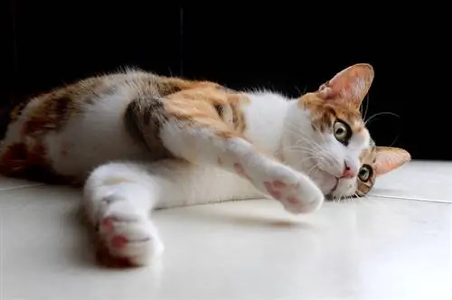 Ataxie bei Katzen: Definition, Ursachen, & Behandlung (Antwort des Tierarztes)