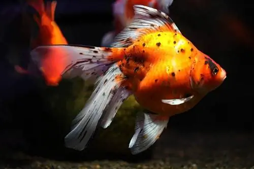 Sabao Goldfish: foto's, feiten, levensduur & Verzorgingsgids