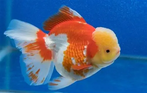 Lionchu Goldfish: Сүрөттөр, Фактылар, Жашоо узактыгы & Care Guide