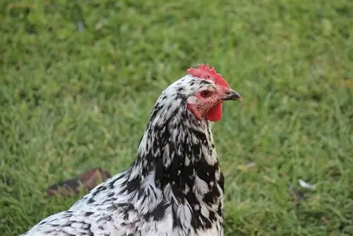 Яванская курица: фотографии, факты, использование, происхождение & Черты