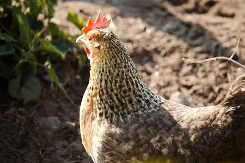 Pollo Dominique: hechos, imágenes, usos, orígenes & Características