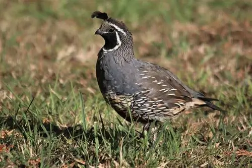 California Quail: حقائق ، صور ، استخدامات ، أصول & الخصائص