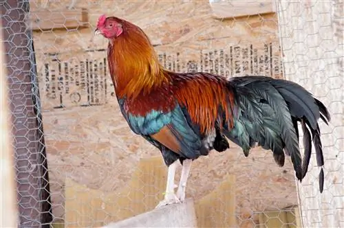 Kurczak Cubalaya: fakty, zdjęcia, zastosowania, pochodzenie & Charakterystyka
