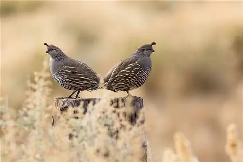 السمان الجبلي: حقائق ، صور ، استخدامات ، أصول & الخصائص