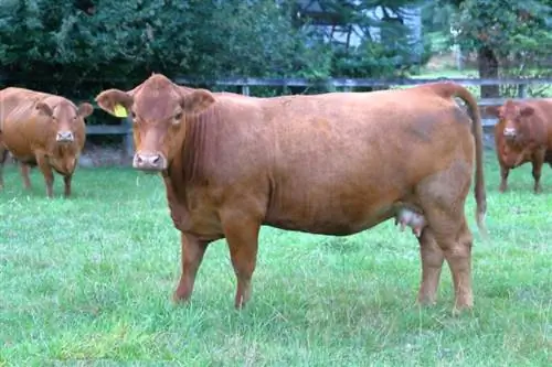 South Devon Cattle Breed: Fatos, Fotos, Usos, Origens & Características