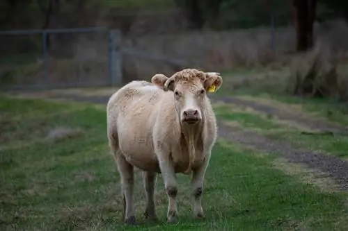 Murray Grey Cattle: Fakta, obrázky, použití, původ & Charakteristika