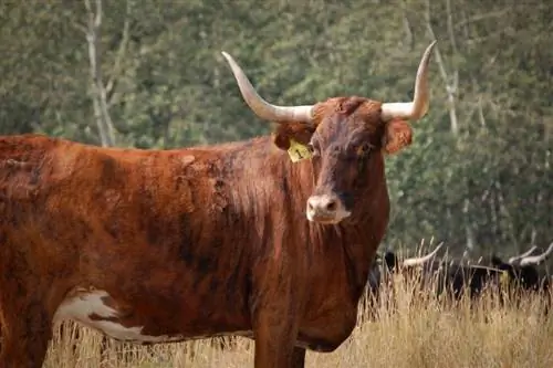 Corriente Cattle: ჯიშის ფაქტები, სურათები, გამოყენება, წარმოშობა & მახასიათებლები