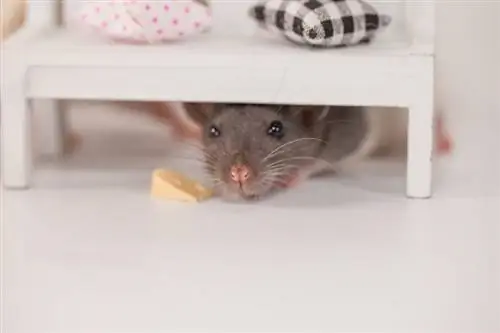 5 Mainan Terbaik untuk Tikus Haiwan Peliharaan pada 2023 – Ulasan & Pilihan Teratas