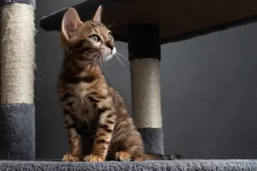 10 Pokok Kucing Terbaik untuk Kucing Bengal pada 2023 – Ulasan & Pilihan Teratas