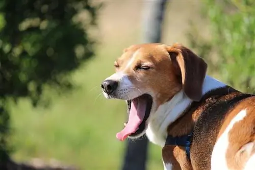 Vai suņa slikta elpa parasti ir no viņa vēdera? Veterinārārstu pārskatīti fakti