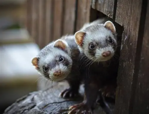 100+ Mga Pangalan ng Ferret: Mga Ideya para sa Mapaglaro & Mga Malikot na Ferret