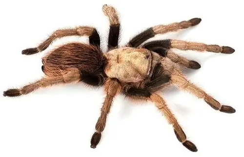 Үй жануарлары ретінде ұстауға болатын ең жақсы тарантуланың 14 түрі (суреттері бар)