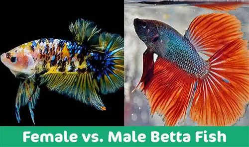 Muž vs žena Betta Fish: Jaký je rozdíl (s obrázky)