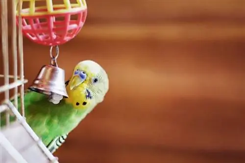 12 najboljih vrsta ptica za kućne ljubimce: pregled (sa slikama)