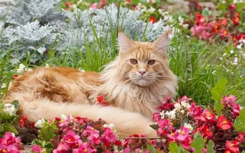 7 гуманных способов держать кошек подальше от цветников