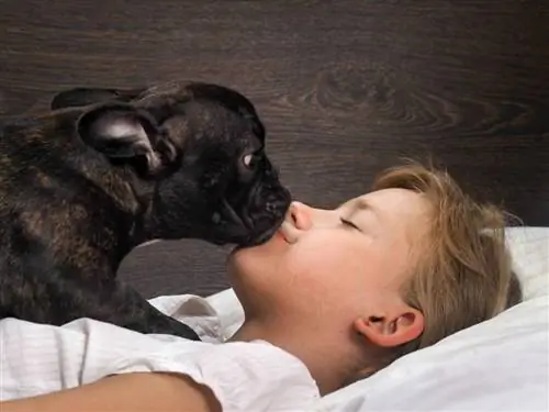 5 maniere om te keer dat jou hond jou vroeg wakker maak