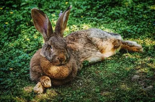 8 גזעי ארנב מסוג Calico (תלת צבעים) (עם תמונות)