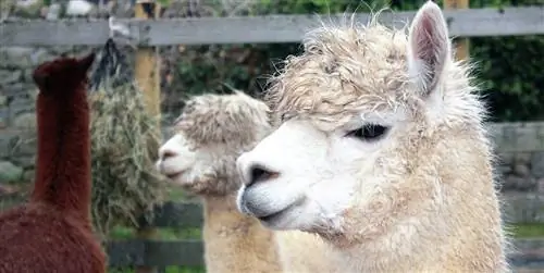 Pet Llama au Alpaca: Mambo 10 ya Kujua Kabla ya Kupata Moja