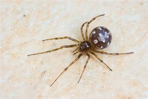 19 пауков, найденных в Огайо (с иллюстрациями)