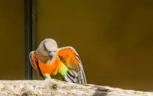 Crvenotrbušni papagaj: ličnost, ishrana, zdravlje & Njega (sa slikama)