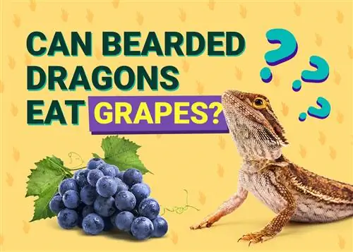 Ali lahko bradati zmaji jedo grozdje? Tveganja & Potencialne koristi za zdravje