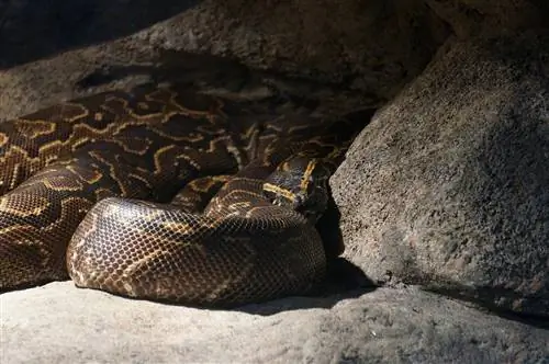 8 Burmese Python Morphs & Rəng (Şəkillərlə)