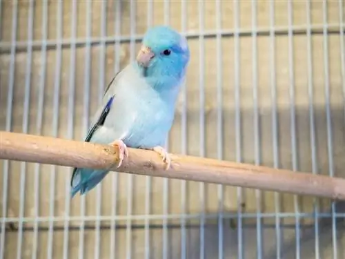 Hoe om die regte hokgrootte vir papegaaie te kies: 5 verskillende wenke