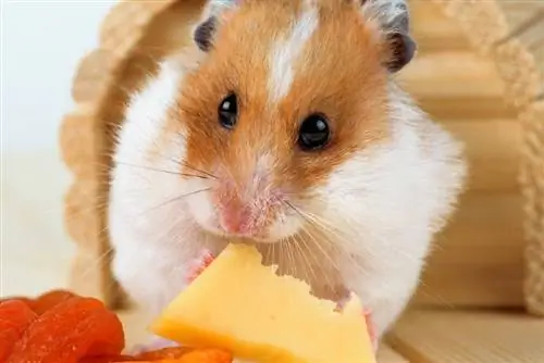 Mogu li hrčci jesti sir? Sigurnost & FAQ